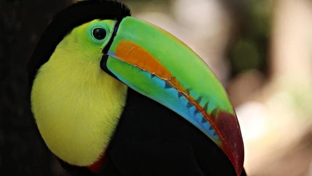 Arenal’s Best Sloth Tour: A Unique Wildlife Experience