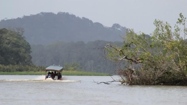 Terraba Sierpe National Wetlands - Mangrove Tour