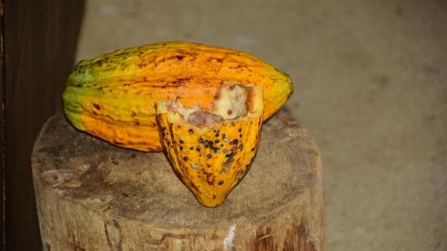 Jaco Beach: 2-Hour Chocolate Experience Tour
