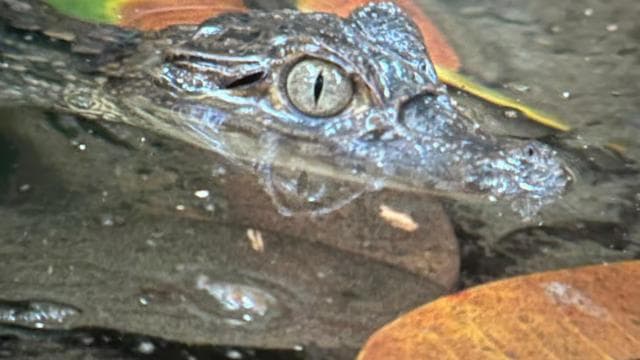 Puerto Jimenez: Nighttime Wildlife Hike with a Local Guide