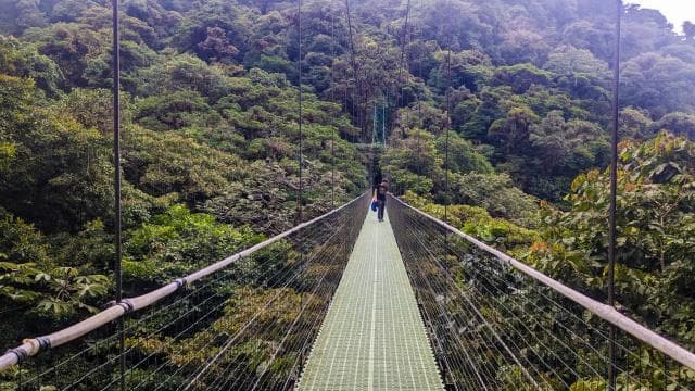 Monteverde: Hanging Bridges in the Cloud Forest Guided Tour