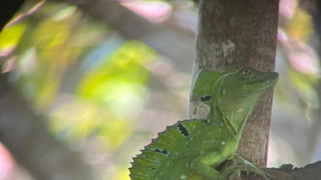 Cahuita National Park+Bribri Chocolate Tour+Waterfalls Tour+Lunch