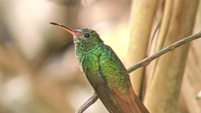 Manuel Antonio National Park: Guided Tour with ENTRANCE INCLUDED