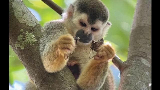 Guided tour in the jungle of Manuel Antonio National Park.