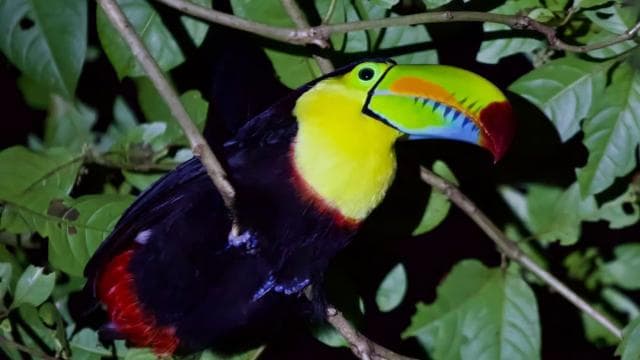 Tortuguero: Discover Hidden Nightlife of the Rainforest