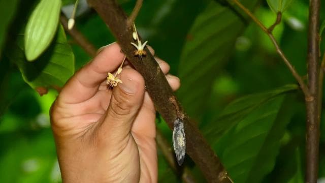 Jaco Beach: 2-Hour Chocolate Experience Tour