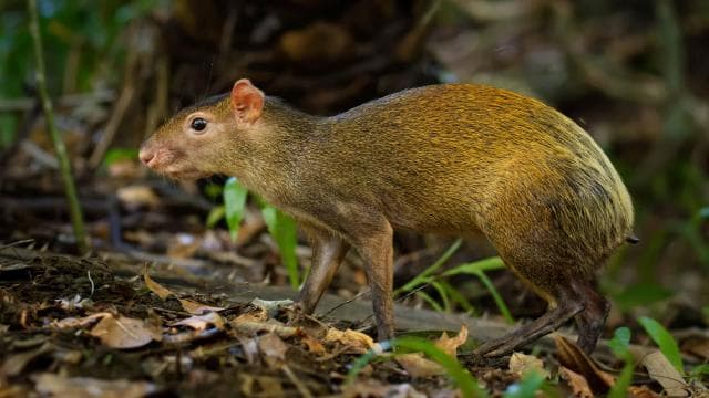Carara National Park: Guided Walk Carara Costa Rica Nature