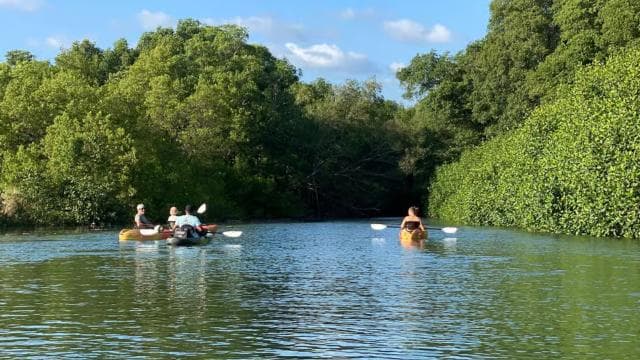 Nosara: Rio Montana Mangrove SUP or Kayak Tour