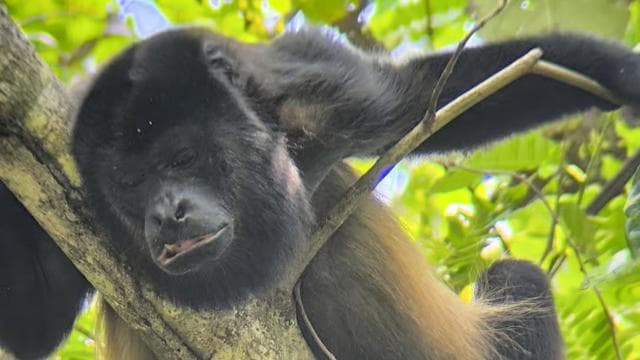 Manuel Antonio National Park Guided Hike