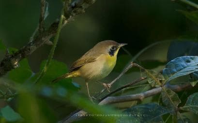 Los Haitises: Sunrise or Sunset wildlife focus