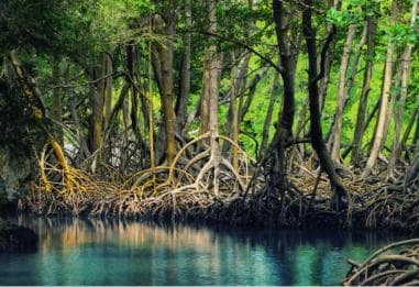 Los Haitises: Caves, Mangroves, & Rainforest Hike/Boat Tour