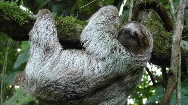 La Fortuna:Butterflies, birds, sloths and Trails Guided Tour