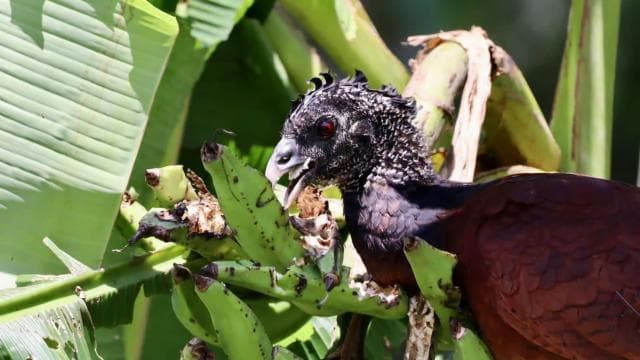 Drake Bay - Bird Watching Tour