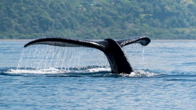 Costa Rica: Whale and Dolphin Watching