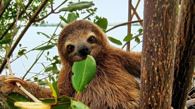 Uvita:Sloth Watching Trail-The best sloth tour in Costa Rica