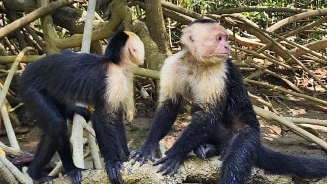 Manuel Antonio : Mangrove boat tour to see animals