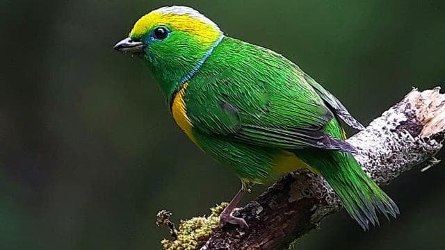Monteverde: Cloud Forest Hanging Bridges Guided Tour