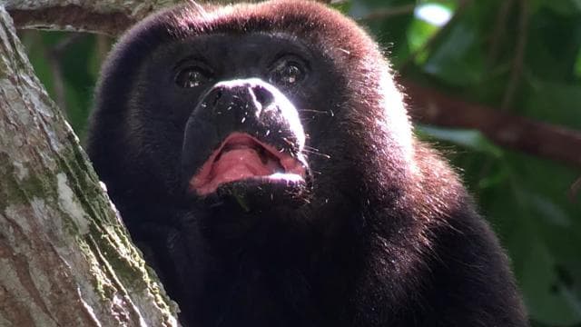 Manuel Antonio National Park Full Wildlife