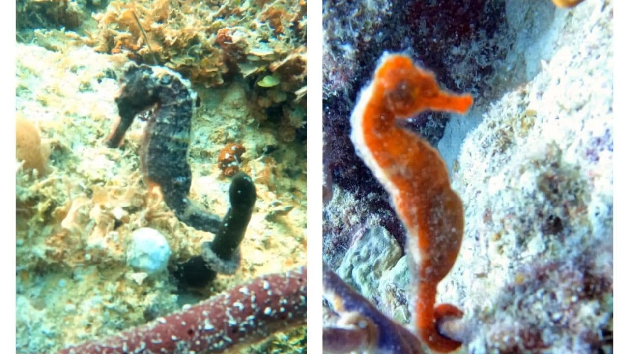 Bayahibe: Scuba Diving Initiation - Godive Bayahibe