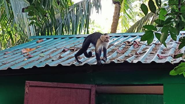 Cahuita: National Park Wildlife & Sightseeing Guided Tour