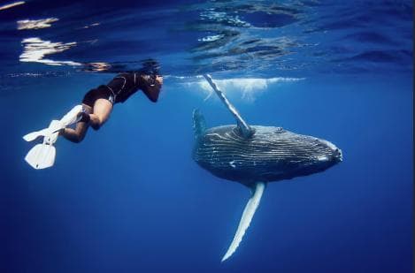 Punta Cana: Samana Whale Watching Cruise
