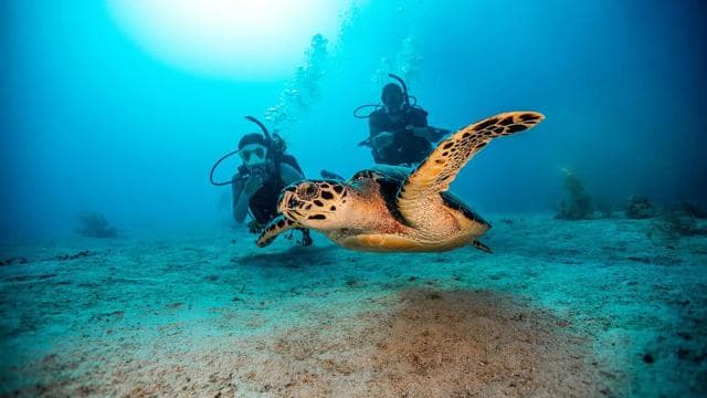 Flamingo & Tamarindo: Two Dives at Las Catalinas Islands