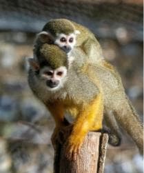 Bayahibe: Monkeyland and Country House Tour with Pickup