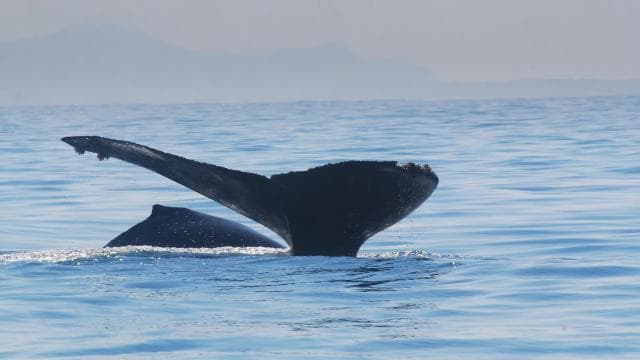 Marino Ballena National Park: Watching Whales and Dolphins