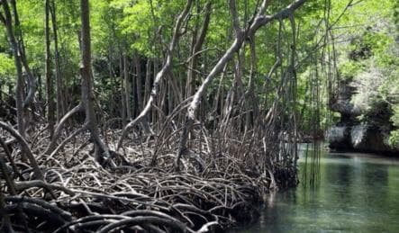 Samana: Los Haitises, Caño Hondo, Kayak Tour with Lunch