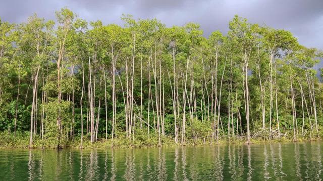 Quepos: Kayak Tour in the Mangroves Near Manuel Antonio Park