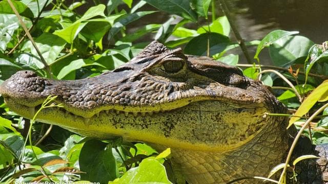 Tortuguero: Canoe tour package and night walk in the jungle.