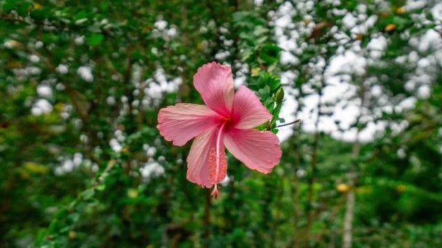 Nauyaca Waterfall: Shuttle Service, Park Ticket & Lunch