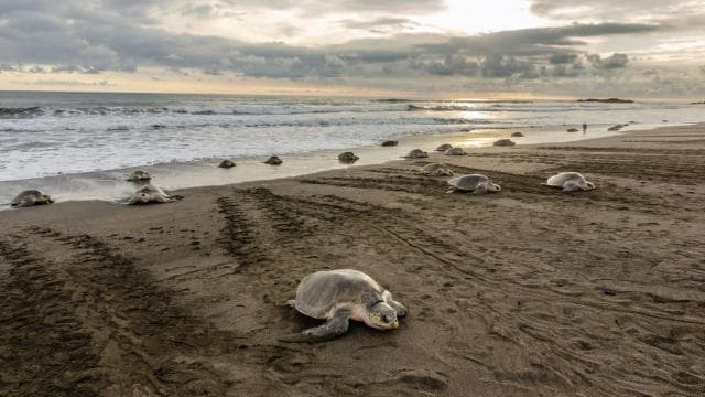 Costa Rica: Hundreds of thousands Olive Ridley Sea Turtles