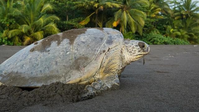 Tamarindo: Turtle Nesting Tour Tamarindo, Guanacaste, CR
