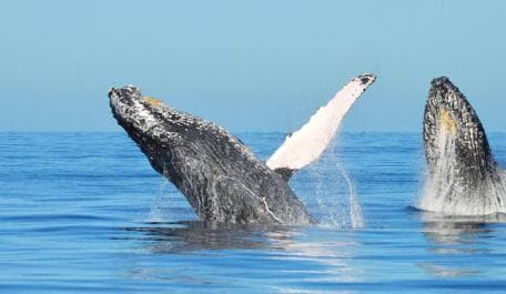 Samana: Guided Day Trip with Buffet Lunch and Whale Watching