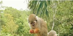 Monkey jungle tour + Transportation from cruise/hotel