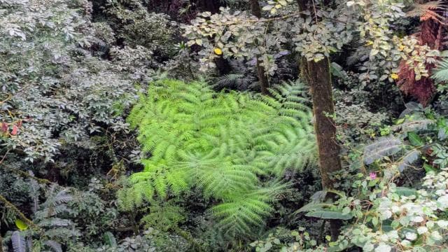 Monteverde: Hanging Bridges in the Cloud Forest Guided Tour