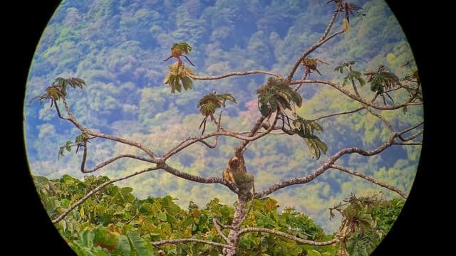 Arenal’s Best Sloth Tour: A Unique Wildlife Experience