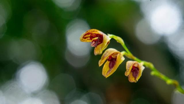 Monteverde: Hanging Bridges in the Cloud Forest Guided Tour