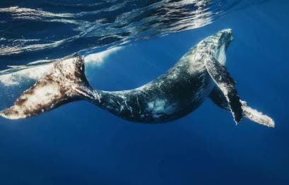 Samana: Half Day Whale Watching Humpback Whale Watching