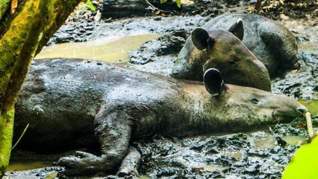 Corcovado National Park- Sirena/San Pedrillo Station - 1 Day