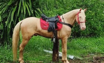Santo Domingo: Horseback Riding - Round Trip Transportation
