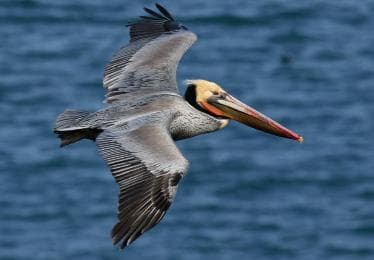From Las Terrenas: Guided Tour of Los Haitises National Park