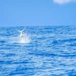 From Punta Cana: Deep Sea Fishing Tour by Boat with Drinks
