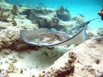 Punta Cana: Marinarium Snorkeling Cruise