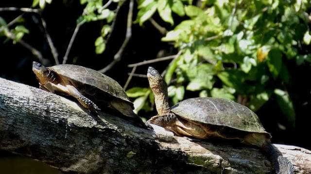 Cahuita National Park: Best Things to Do in Cahuita Limon