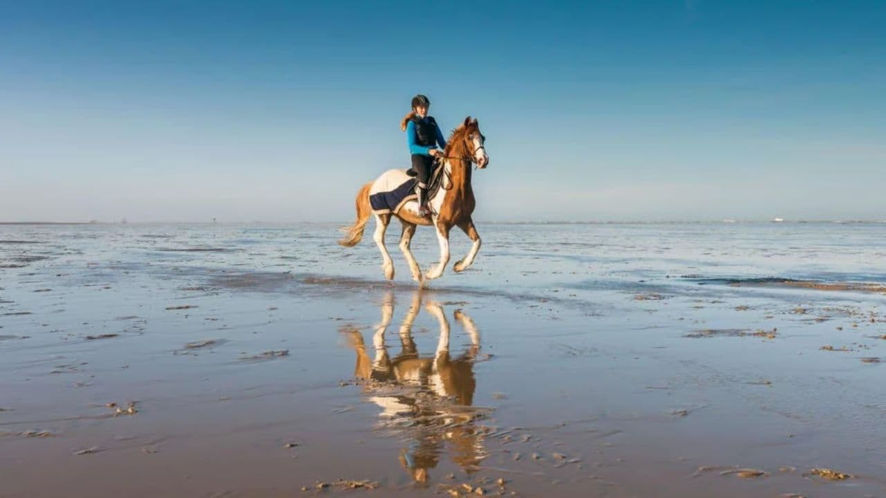2hour horseback riding adventure on the beach jungle & river