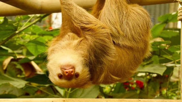 Monteverde: Zip Lines, Bridges, Butterflies, Sloths and more