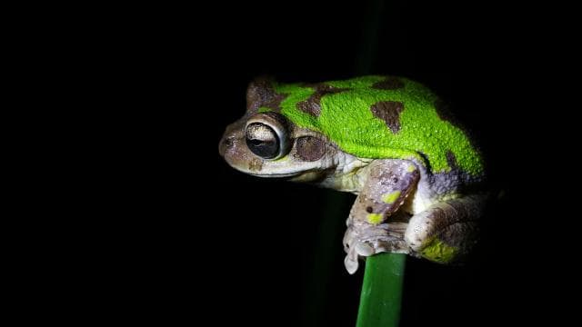 La Fortuna: Chocolate tour and Night walk Don Juan Arenal