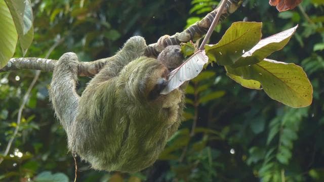 La Fortuna: Sloth Tour in the Wild